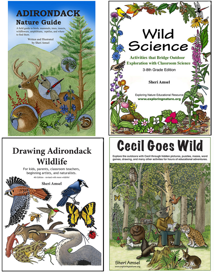 Adirondack Book Bundle (3rd Grade and Up)