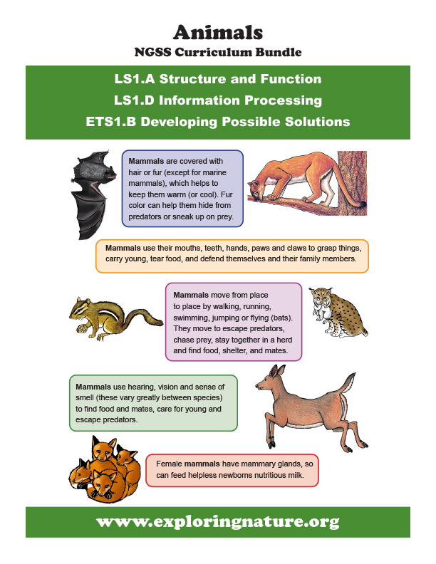 NGSS Curriculum Bundle about Animals - Downloadable ONLY