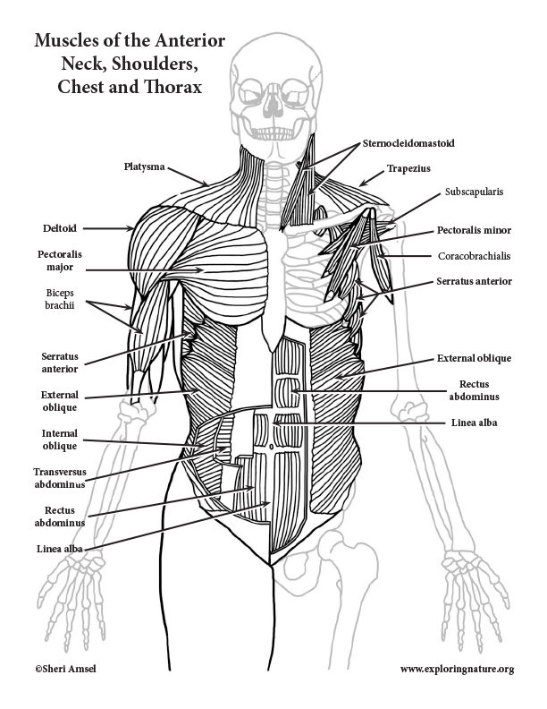 Diagram Of Chest Muscles in 2024  Shoulder muscle anatomy, Muscle