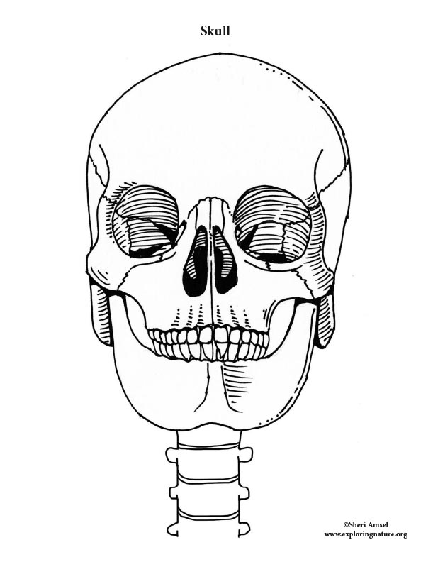 The human skeleton print by Wild Apple Portfolio