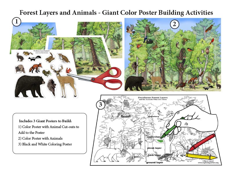 Forest Layers and Animals - Build Giant COLOR and COLORING Posters  (Downloadable Only)