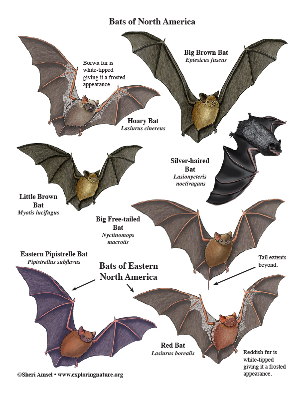 Bats of North America - Giant Poster Building - Downloadable Only