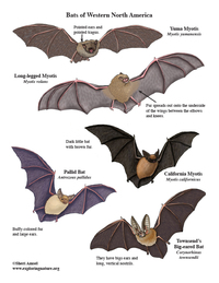 Bats of North America - Giant Poster Building - Downloadable Only