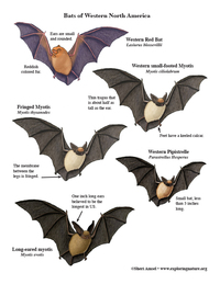 Bats of North America - Giant Poster Building - Downloadable Only