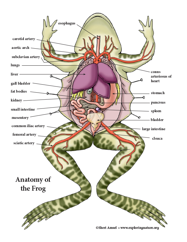 Frog Internal Anatomy Model Building Activity - Downloadable