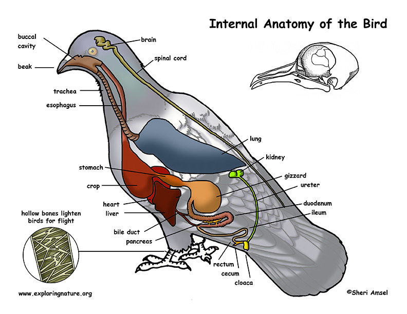 avian anatomy diagram