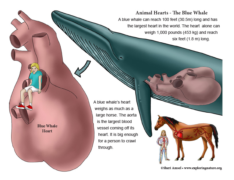 Compare Your Heart to Other Animals - Read and Research