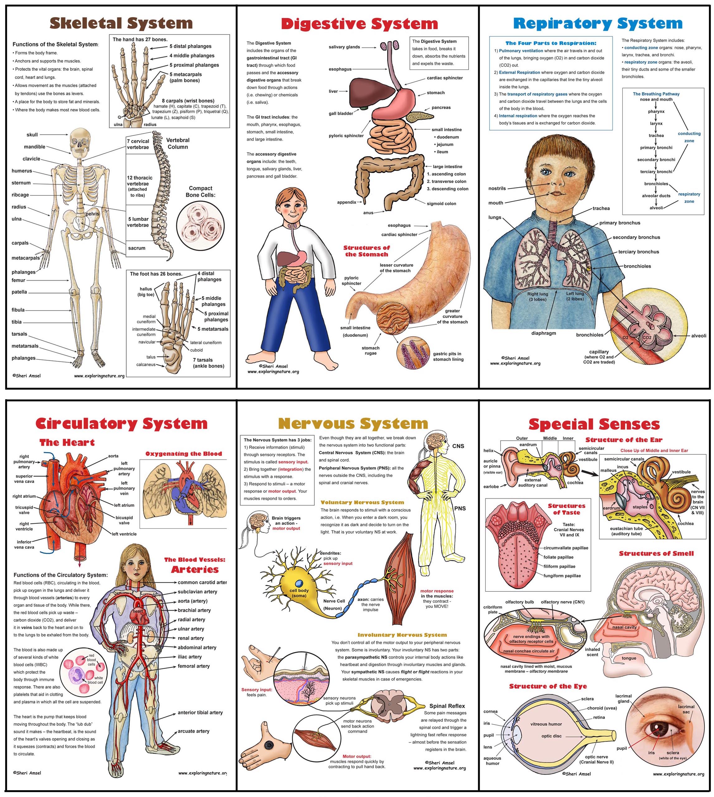 human body systems for kids worksheets